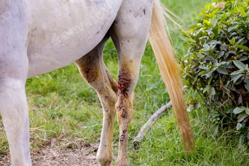 Preview: Injured horses leg. injured horse leg close up shot, amazing animals, wound care