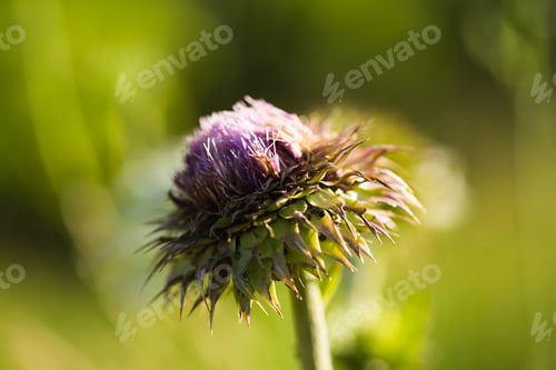 Preview: thistle
