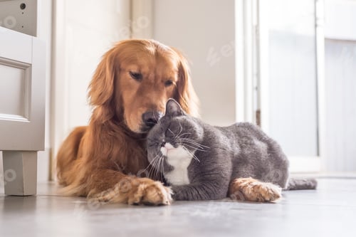 Preview: cats, dogs, pets, group, togetherness, isolate