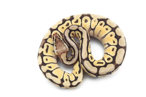 Preview: Snake Ball python isolated on white background