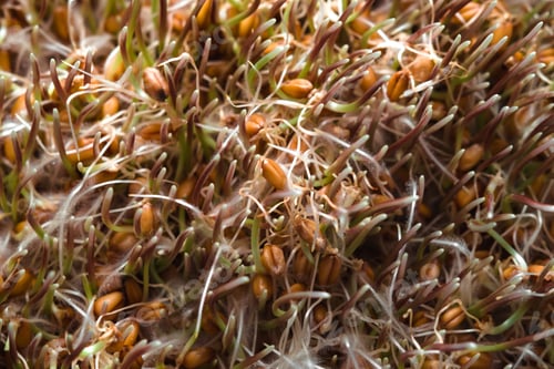 Preview: Background of green wheat germ closeup