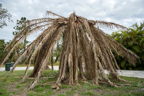 Preview: Dead palm tree with dry branches on Florida home backyard. Tree removal concept
