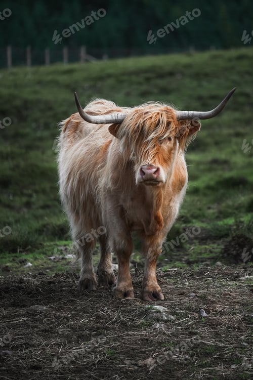 Preview: portrait of highland furry cow on the pasture. Rural life and farming concept. Vertical banner