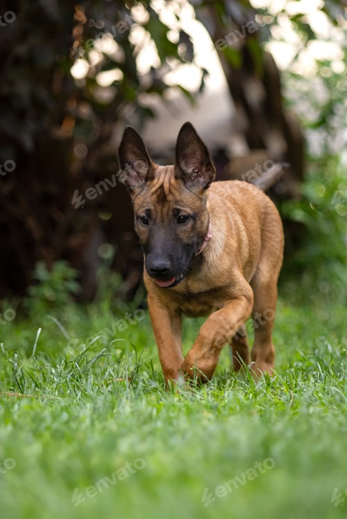 Preview: Belgian Malinois Puppy Walking Through Green Grass