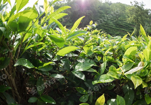 Preview: Spring tea trees in garden
