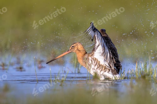Preview: Black-tailed Godwit wader bird flapping off water