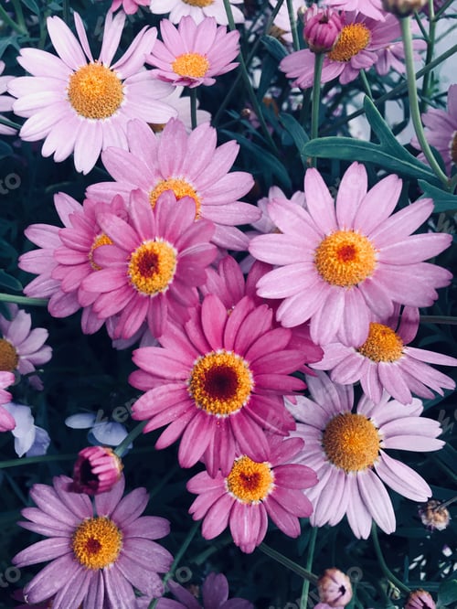 Preview: Purple and pink daisies