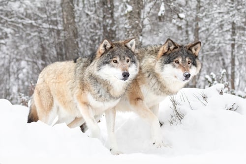 Preview: Majestic Wolves in Snowy Scandinavian Wilderness