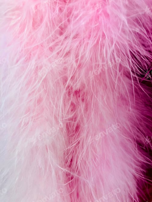 Preview: Closeup of a Pink feather boas.
