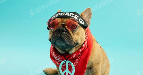Preview: Bull dog, portrait and animal with fashion, peace or hipster clothing in style on a blue studio bac