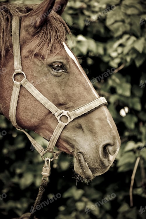 Preview: Close-up shot of a horse's face with rope halter with leaves in the background