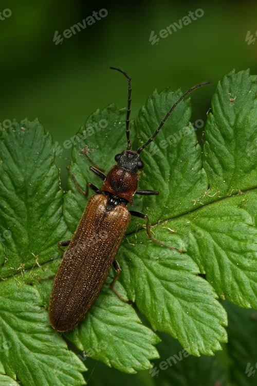 Preview: a very long, black bug is sitting on a green leaf