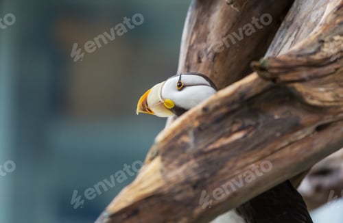 Preview: Puffin