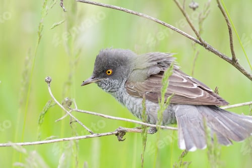 Preview: Barred warbler, Sylvia nisoria. A bird sits on the stem of a plant in a meadow