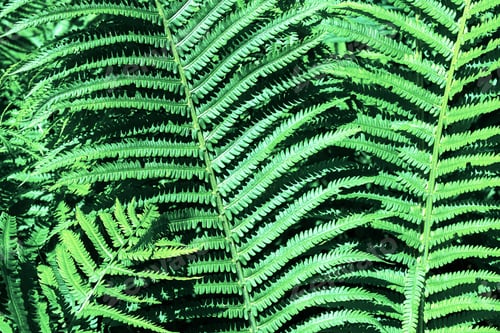 Preview: Fern Leaves Background.