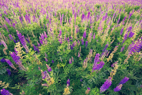 Preview: Wildflowers