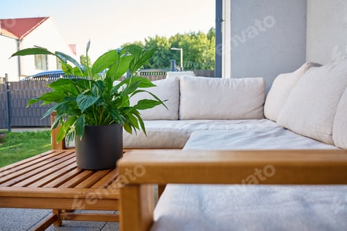 Preview: Green potted plant on wooden table on modern terrace