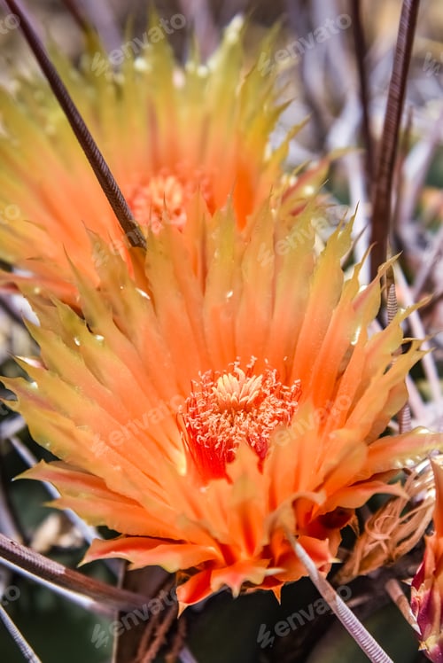 Preview: Beautiful orange flowers on cactus, California