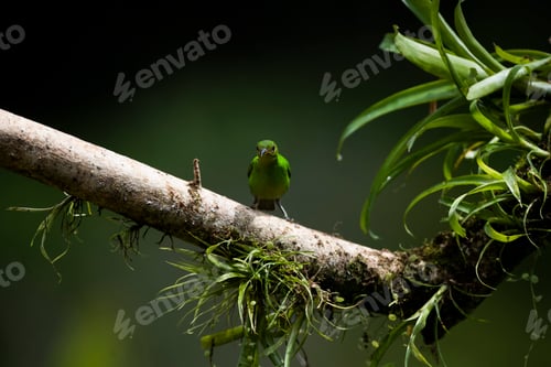 Preview: Green Honeycreeper (Chlorophanes spiza), Boca Tapada, Alajuela Province, Costa Rica