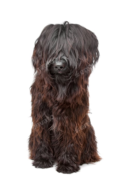 Preview: pet