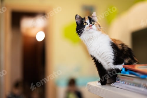 Preview: Cat in home. Three color kitty.