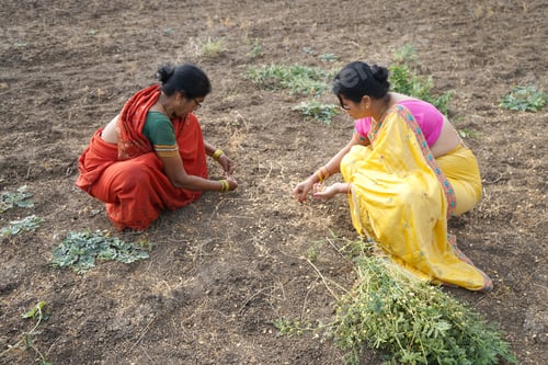 Preview: Rural Indian women in the field.