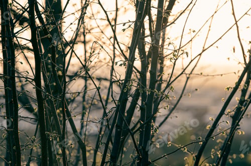 Preview: Golden hour