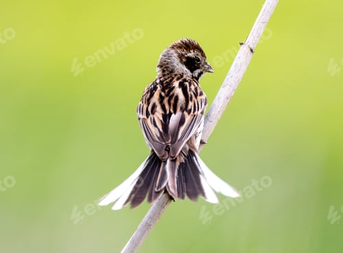 Vista previa: Female Reed Bunting Holds Insects In Beak For Chicks