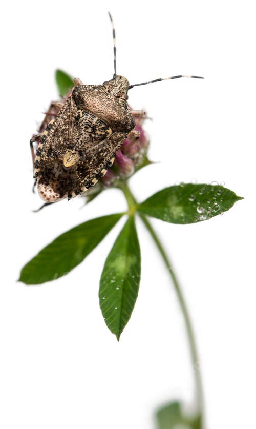 Preview: European stink bug, Rhaphigaster nebulosa, on plant in front of white background