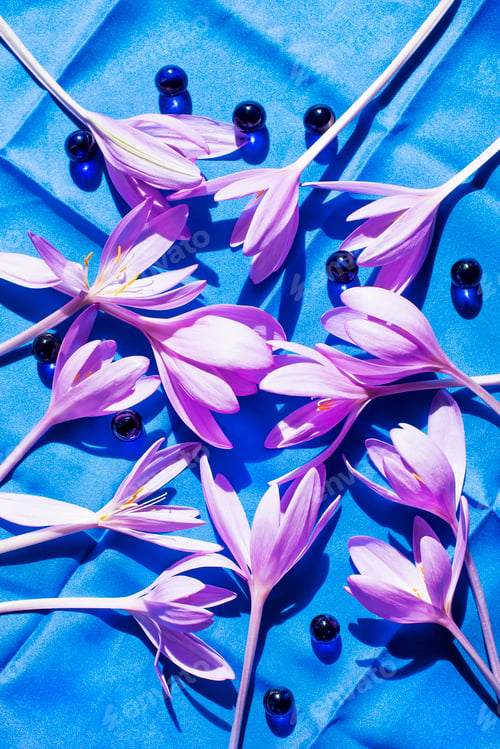 Preview: Studio shot of crocus flowers on blue textile