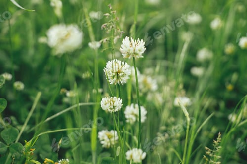 Preview: White clover in summer field. Trifolium flowers blooming among green grass close up