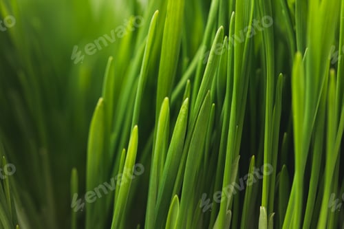Preview: Full frame of green grass stems
