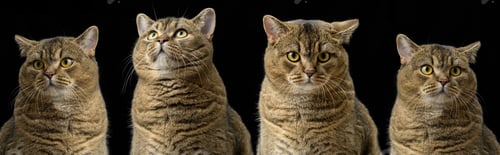 Preview: Adult purebred Scottish straight cat sits on a black background. Animal with different emotions