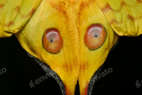 Preview: Comet or moon moth, Argema mittrei, butterfly native to the forests of Madagascar.