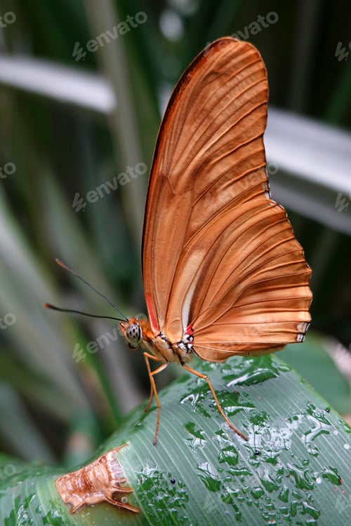 Preview: Julia butterfly (Dryas iulia)