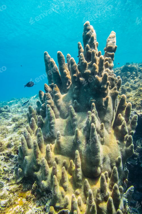 Preview: Rare Pillar Corals in the Caribbean Sea
