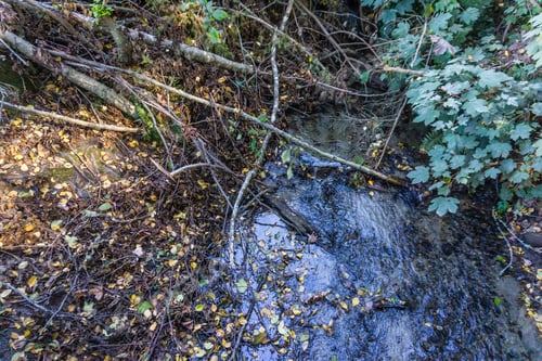 Preview: A View From Above Of A Stream With Branches And Leaves In Burien, Washington.