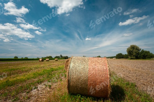 Preview: Round bales of straw lie on a rural field