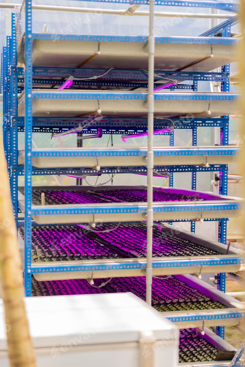 Preview: Growing Healthy Food with Plant Light in Greenhouse