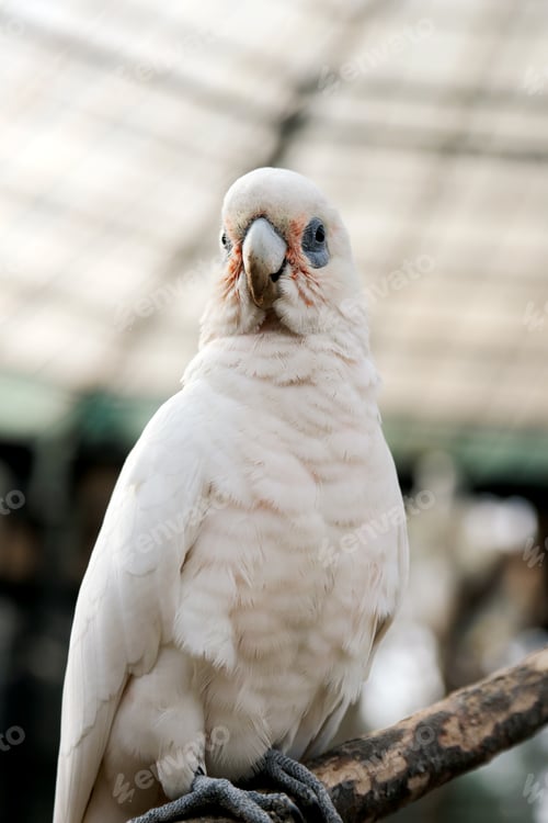 Preview: White Parrot Against Blurred Background
