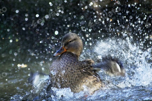 Preview: Splashing Duck in the Water