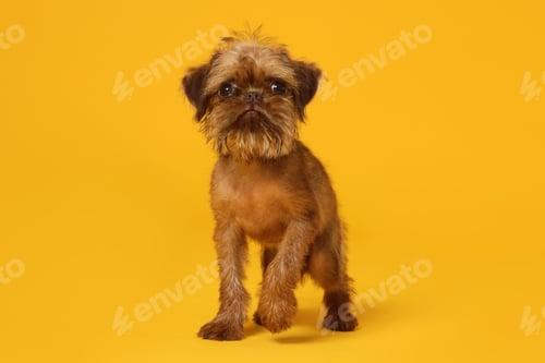 Preview: Cute Brussels Griffon puppy on orange background
