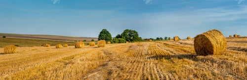 Preview: Field with hay bales panoramic view