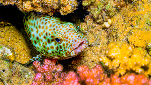 Preview: Coral grouper, Red Sea