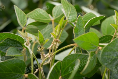 Preview: Soy flowers in sunny field. Green growing soybeans
