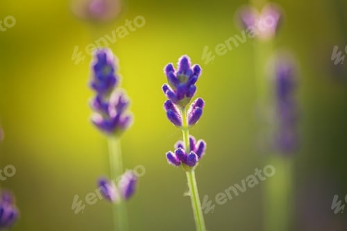 Preview: Lavender