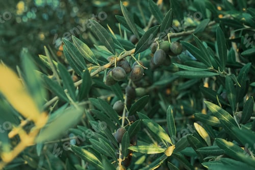 Preview: Olives on a branch, close-up, selective focus. Background idea for advertising oil or farm products
