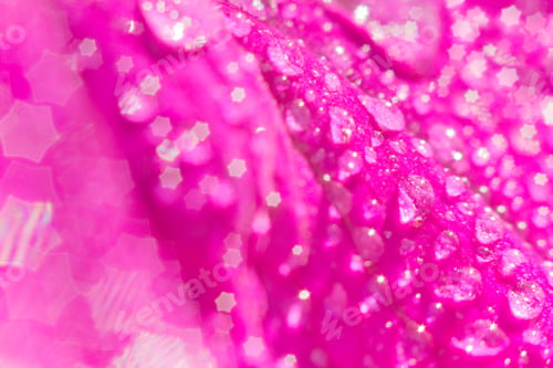 Preview: Macro photo of water drops on a petunia flower petal. Lens blur Bokeh hexagon
