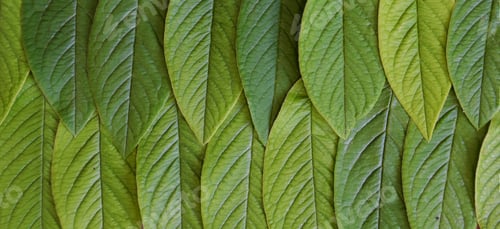 Preview: green natural leaves pattern perfect for backgrounds