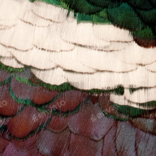 Preview: Close up of Male European Common Pheasant, Phasianus colchicus, feathers